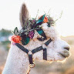 Meet your Posher, Darcy